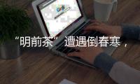 “明前茶”遭遇倒春寒
，浙南受灾最严重