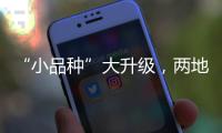 “小品种”大升级，两地联手给澳门“菜篮子”增鲜