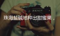 珠海盐碱地种出甜蜜果	，甜度接近天花板！