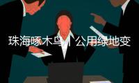 珠海啄木鸟丨公用绿地变私家菜园
？！究竟该由谁来管？
