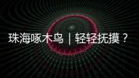 珠海啄木鸟｜轻轻抚摸

？肢体接触？零容忍！勇敢向职场性骚扰说“不”
！