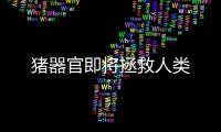 猪器官即将拯救人类
