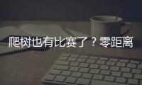 爬树也有比赛了	？零距离看运动员争战“椰树之巅”