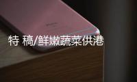 特 稿/鲜嫩蔬菜供港 市民大饱口福