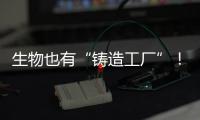 生物也有“铸造工厂”！猜猜里面造什么？｜高质量发展调研行