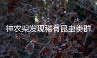 神农架发现稀有昆虫类群，在中国首次记录，全球已知仅5种