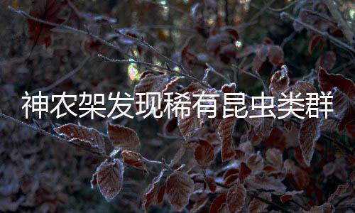 它的神农前足暗黄色