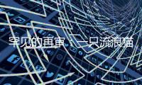 罕见的再审
：一只流浪猫与24万元赔偿