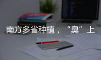 南方多省种植，“臭”上热搜的石楠花怎么成为了城市绿化的“性价比之王”
？丨硬核唠科