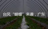 台风“蝴蝶”来袭
，广东如何应对