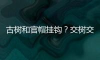 古树和官帽挂钩
	？交树交印，明代就有了