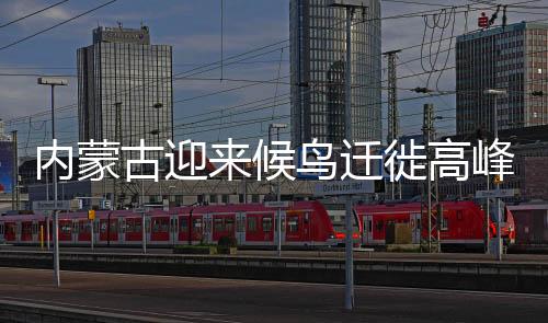 数十万鸟类在磴口栖息觅食