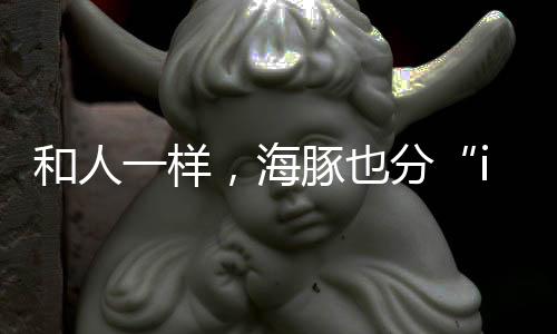 一交往就是海豚和一辈子