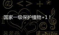 国家一级保护植物+1！珠海新发现紫纹兜兰野生群落