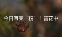 快排公司十年历程，霸屏兔 seo 的崛起与坚守