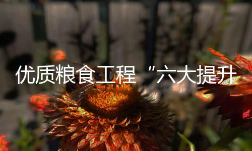 更好保障国家粮食平安