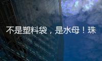不是塑料袋，是水母
！珠海海滩有水母出没 提醒：有毒！别碰！