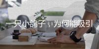 一只小鸽子，为何能吸引14家知名媒体集中探访？