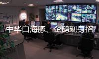 中华白海豚�、企鹅现身招聘会 珠海“招才吉祥物”好吸睛 吸引求职者争相合影