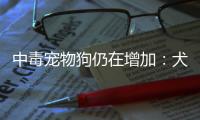 中毒宠物狗仍在增加
：犬主标注防毒地图，警方介入调查