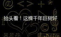 抬头看！这棵千年巨树好高
