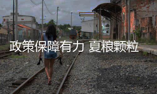一片片玉米正在结穗