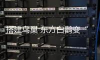 搭建鸟巢 东方白鹳变“留鸟”