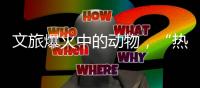 文旅爆火中的动物，“热爱不代表零距离接触”