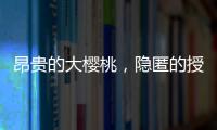 昂贵的大樱桃，隐匿的授粉药