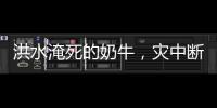 洪水淹死的奶牛，灾中断裂的生计