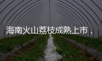 海南火山荔枝成熟上市�，“甜蜜季”开启