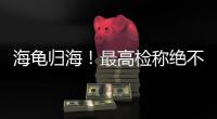 海龟归海！最高检称绝不放纵破坏资源环境非法行为