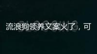 流浪狗领养文案火了
，可心动，别冲动