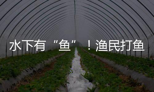 它要稳定的民打明物姿态入水