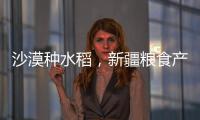 沙漠种水稻，新疆粮食产量赶超江西辽宁，背后是一场惊天巨变