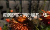 港澳游客采摘乐趣多
！珠海盐碱地里水果喜迎丰收
