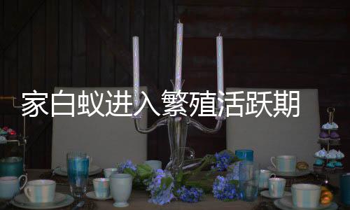 有白蚁蚁巢的灭杀地方