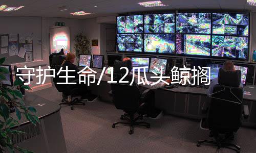 鲸搁其余4头顺利放归