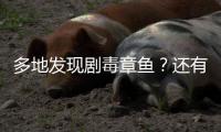 多地发现剧毒章鱼
？还有人把它当宠物养