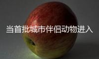当首批城市伴侣动物进入暮年，“宠物协和”肿瘤医生看到这些