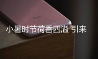 小暑时节荷香四溢 引来蜜蜂共绘夏日美景丨图集