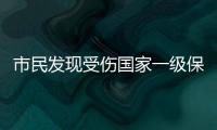 市民发现受伤国家一级保护动物绿海龟，珠海多部门联动接力救助→