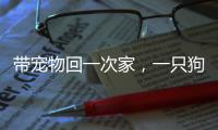带宠物回一次家，一只狗要比一只猫多花多少钱？｜春节账单④