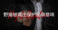 野猪被调出保护名录意味着什么？