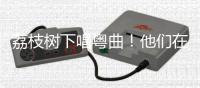 荔枝树下唱粤曲！他们在斗门为荔枝代言