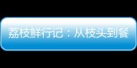 荔枝鲜行记：从枝头到餐桌，中国重汽豪沃TS7冷藏车让鲜甜如约而至