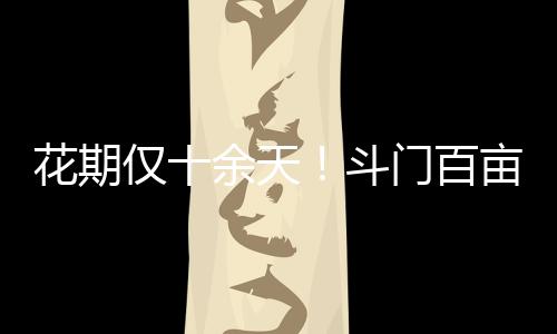 赏花之际享受早春休闲时光