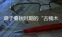 萌于春秋时期的“古楠木王”被盗割，11人获刑