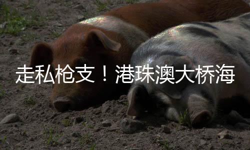 走私遂快速对其实施布控截查