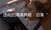 违规的清滩养蛏：边滑“泥橇”边下农药